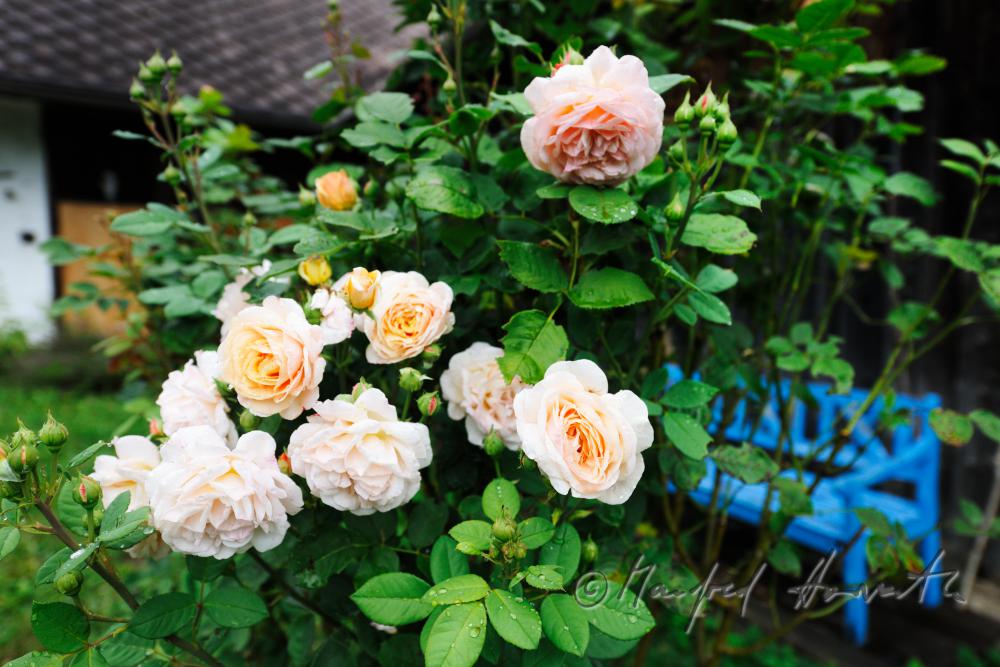 blooming English Roses 