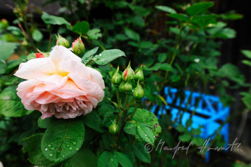 blooming English Roses 