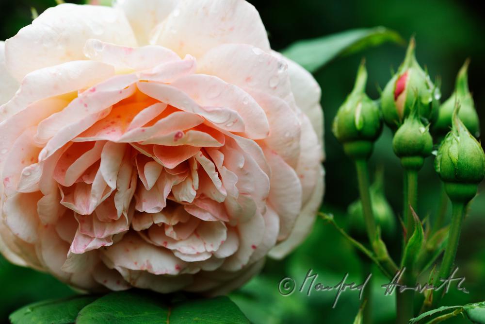 blooming English Roses 