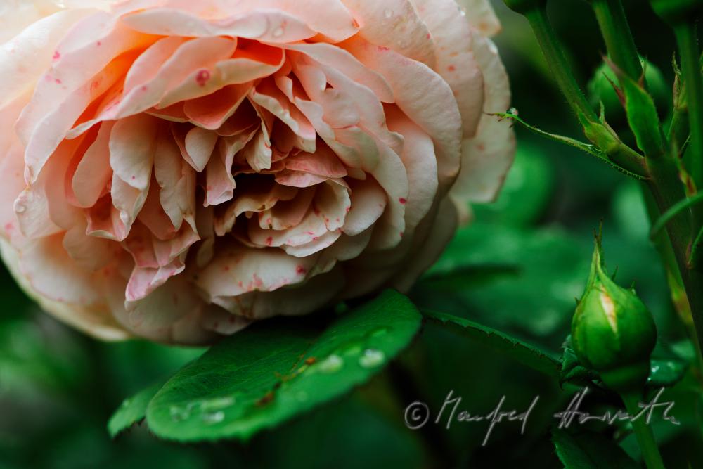 blooming English Roses 