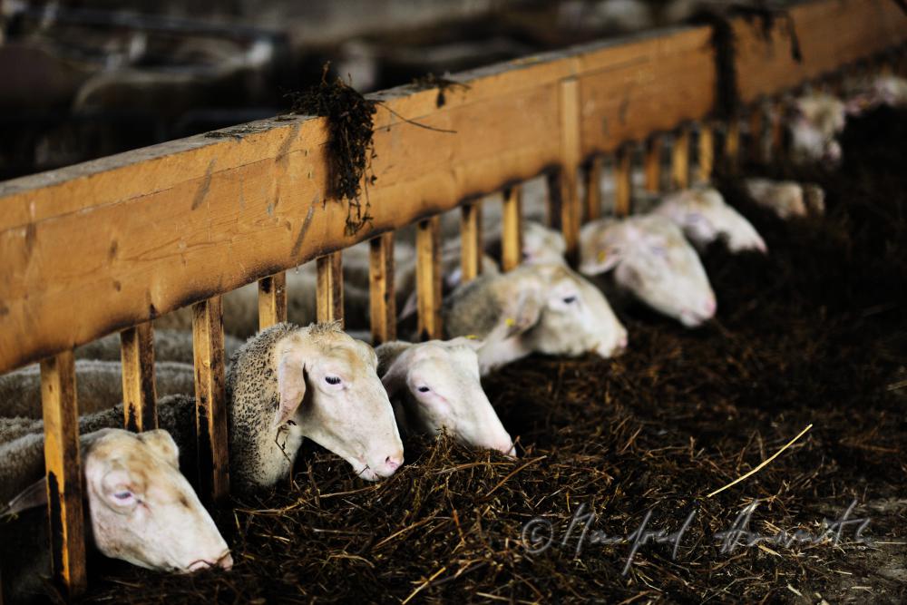 sheep in the barn eating hay