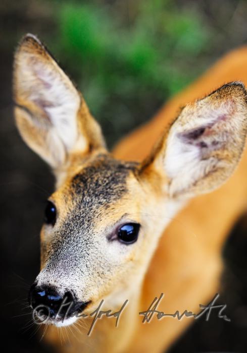 joung deer (Bambi)