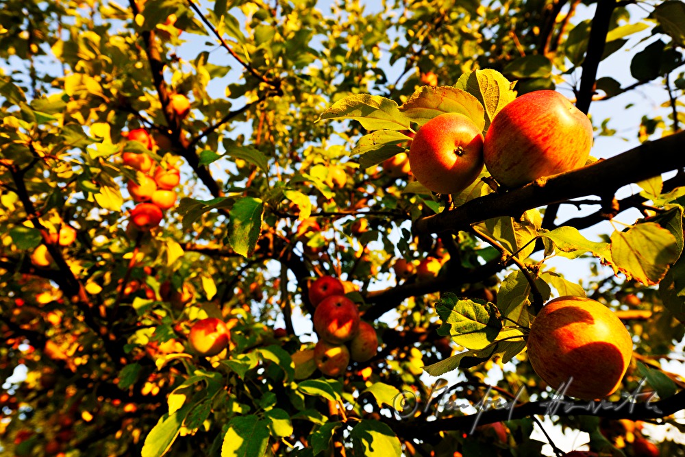 ripe apples in an autumnally couloured apple tree