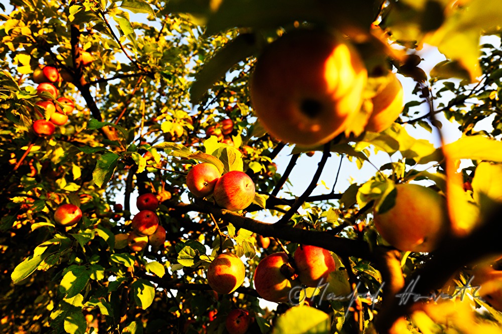 ripe apples in an autumnally couloured apple tree