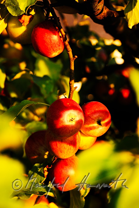 ripe apples in an autumnally couloured apple tree