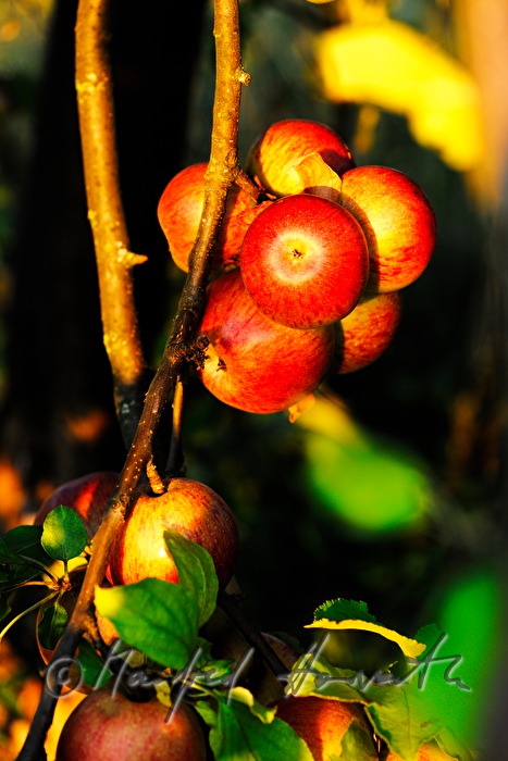 ripe apples in an autumnally couloured apple tree