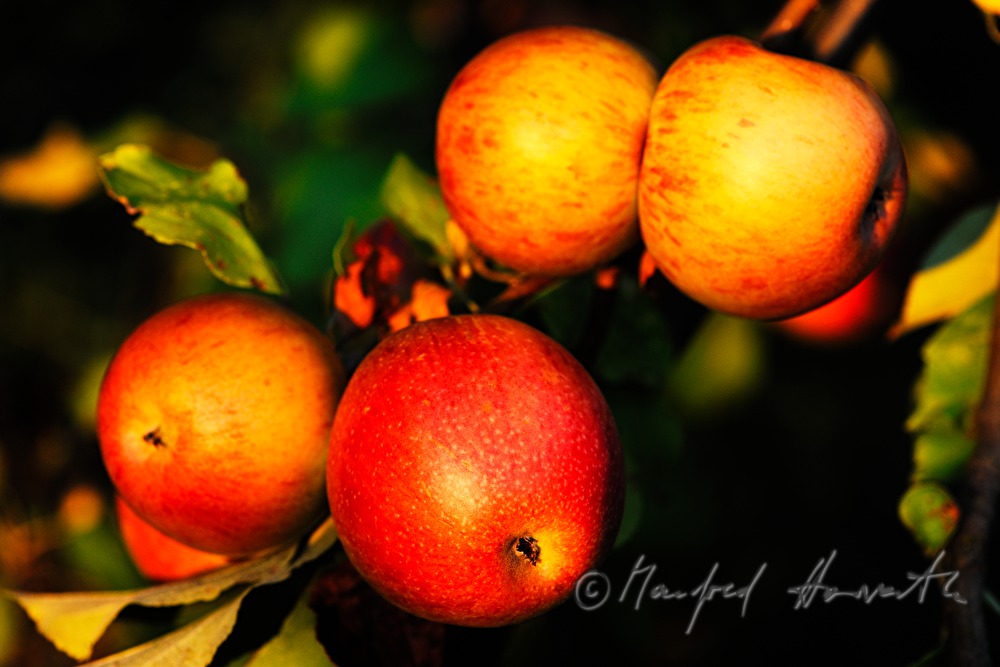 ripe apples in an autumnally couloured apple tree