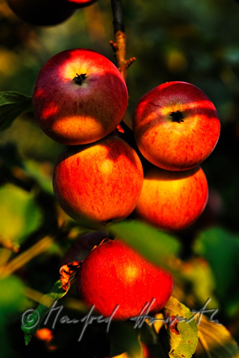 ripe apples in an autumnally couloured apple tree