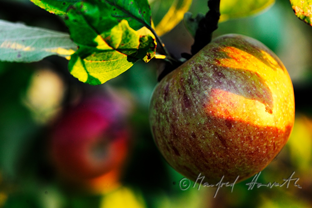 ripe apples in an autumnally couloured apple tree