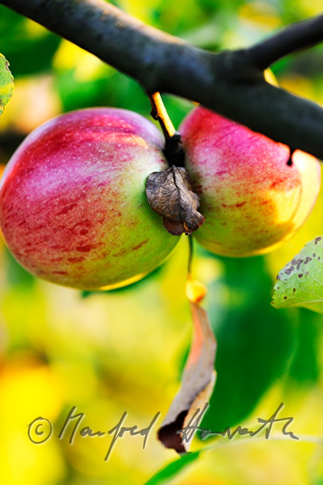 ripe apples in an autumnally couloured apple tree