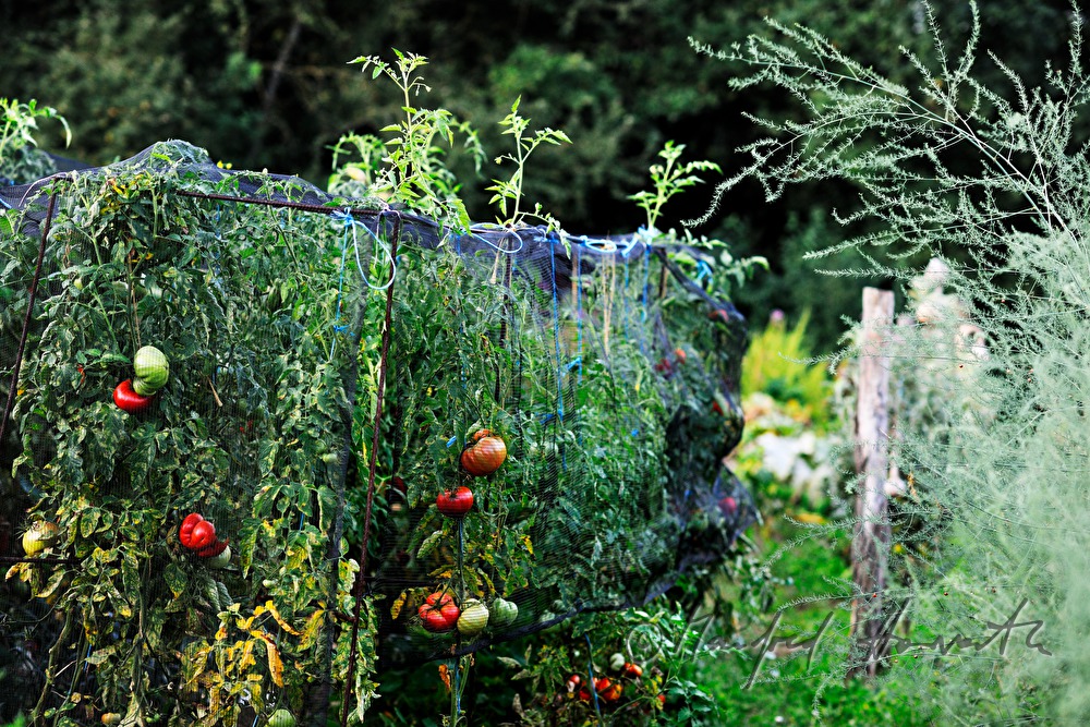 tomato-cultivation in the organic garden of Annette Hofmann