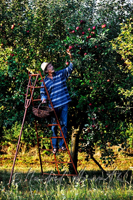organic farmer picking apples