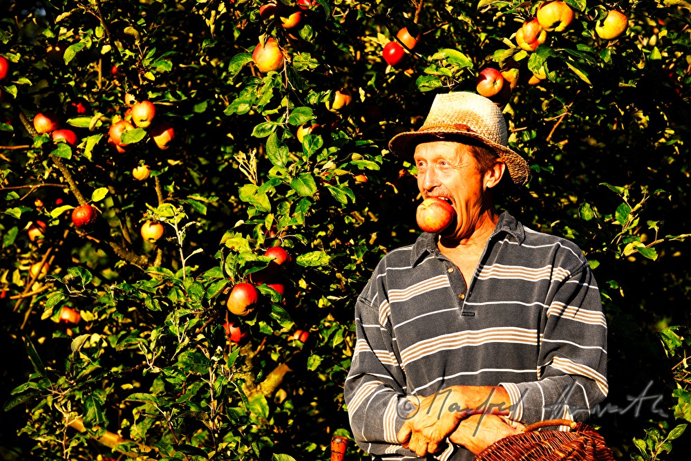 organic farmer picking apples