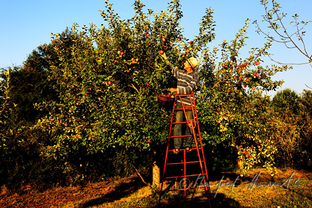 organic farmer picking apples
