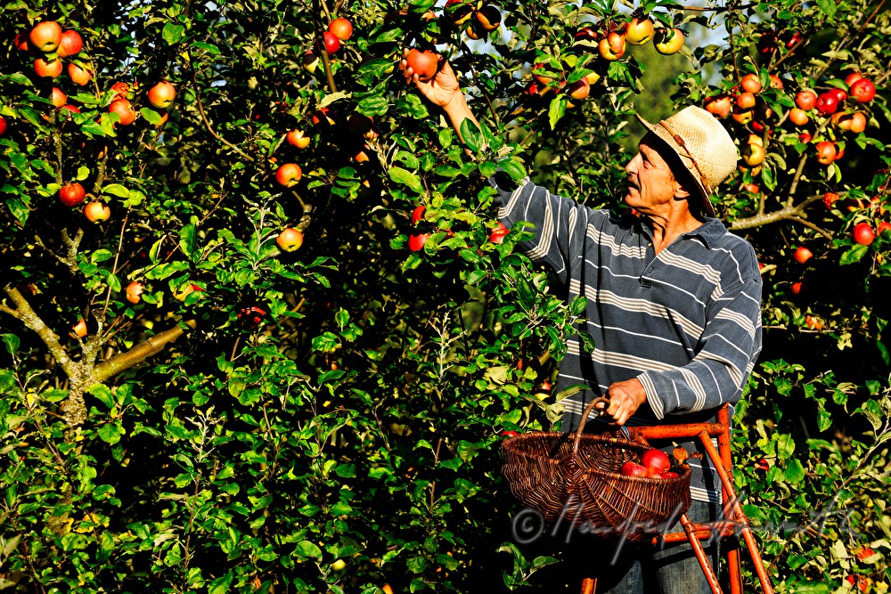 organic farmer picking apples