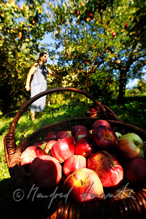 organic farmer picking apples
