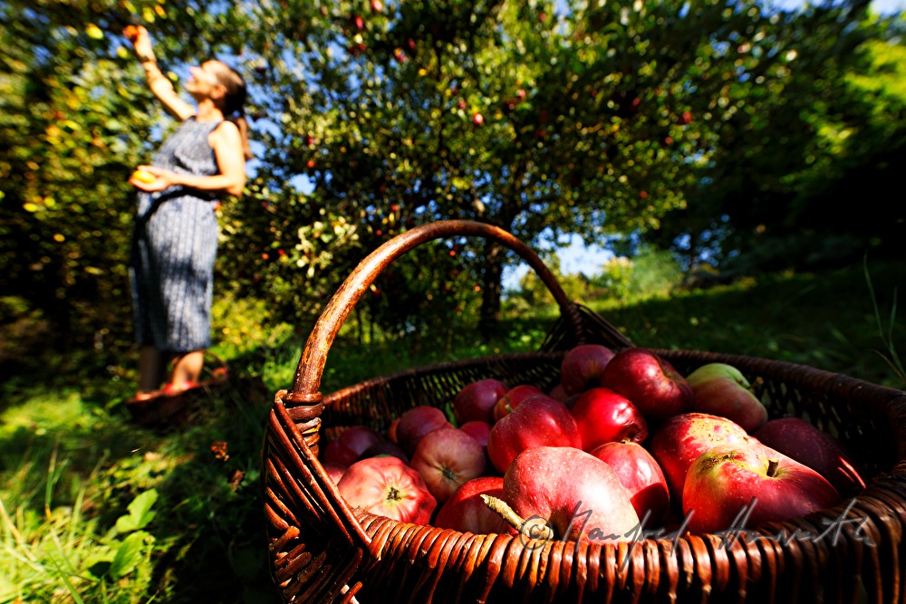 organic farmer picking apples