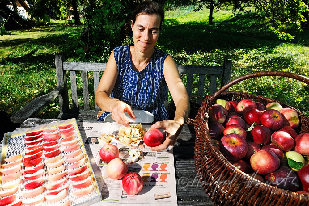 cutting of red apples for the making of dried fruit