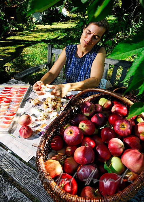 cutting of red apples for the making of dried fruit