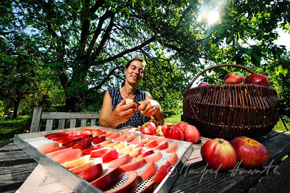 cutting of red apples for the making of dried fruit