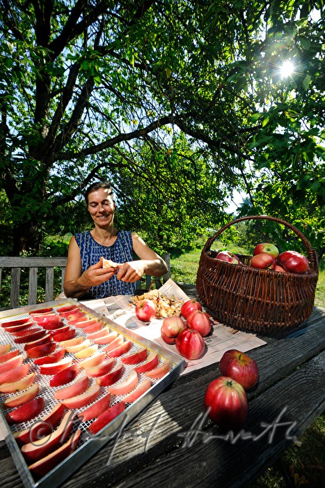 cutting of red apples for the making of dried fruit