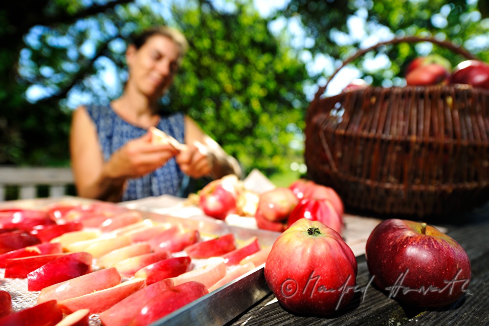 cutting of red apples for the making of dried fruit