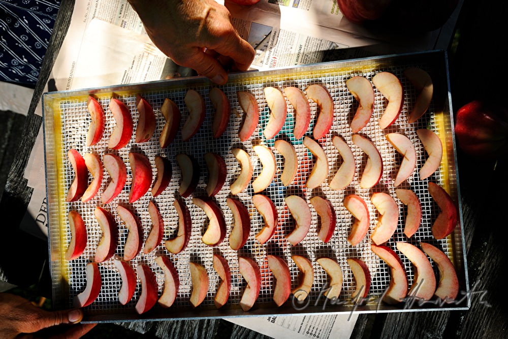cutting of organic apples for the making of dried fruit