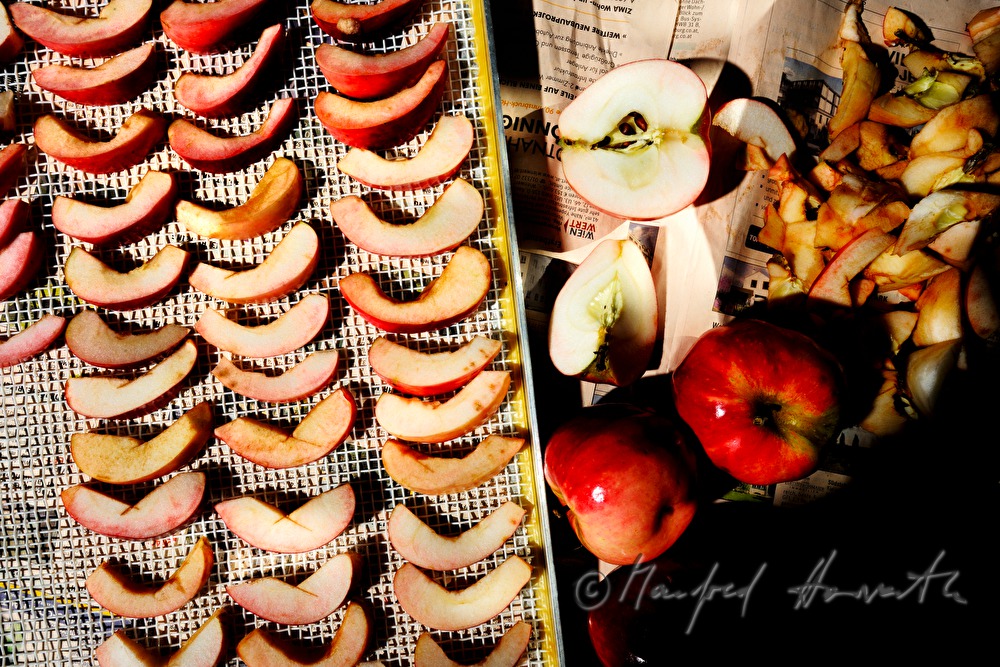 cutting of organic apples for the making of dried fruit