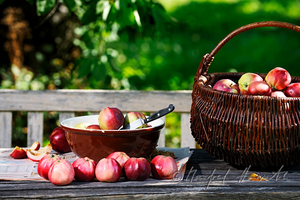 cutting of organic apples in the garden