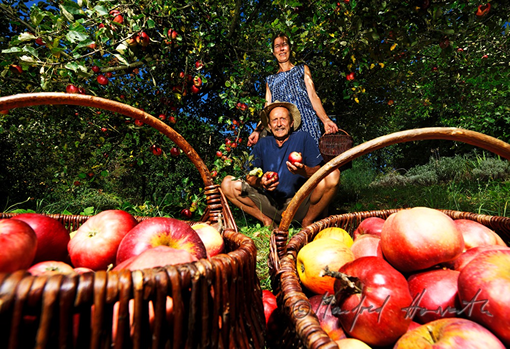 organic farmers picking apples
