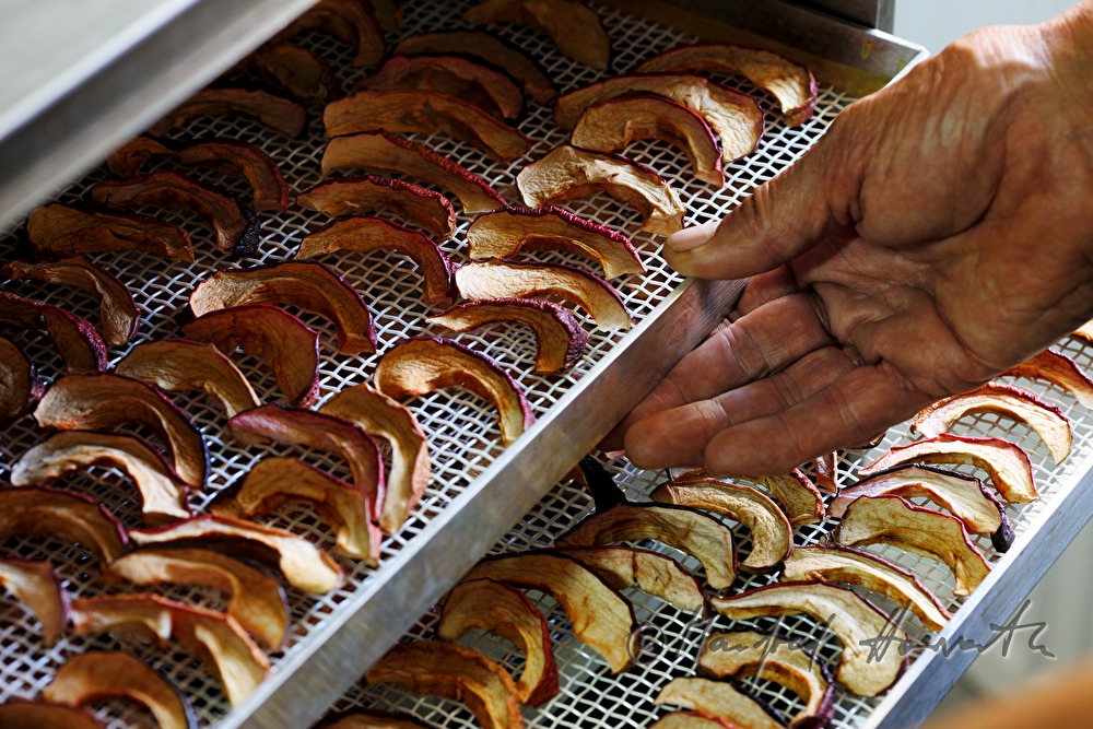 making of dried apples with an electric dryer