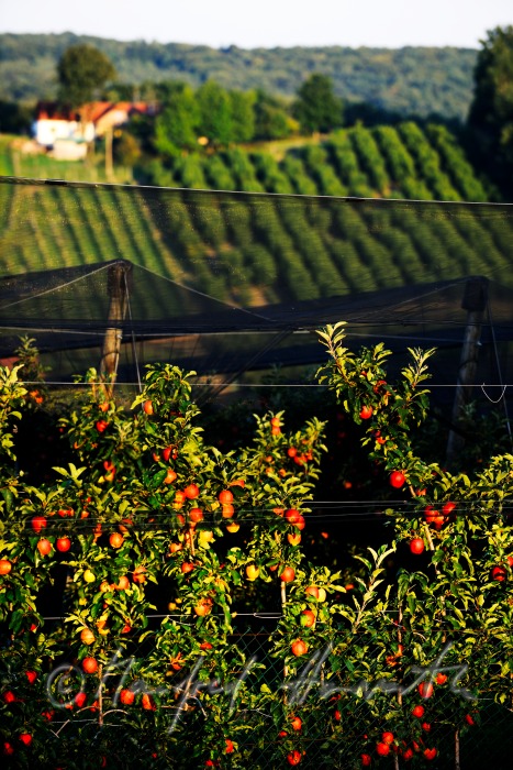 orchard with ripe apples on the 