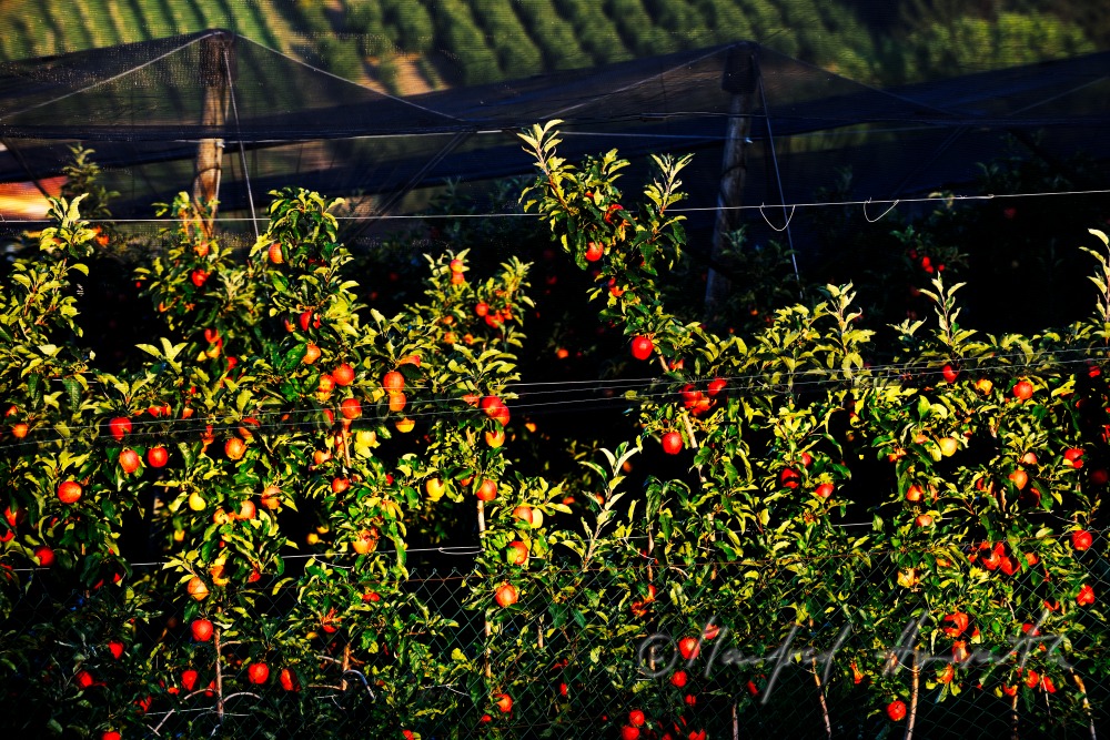 orchard with ripe apples on the 