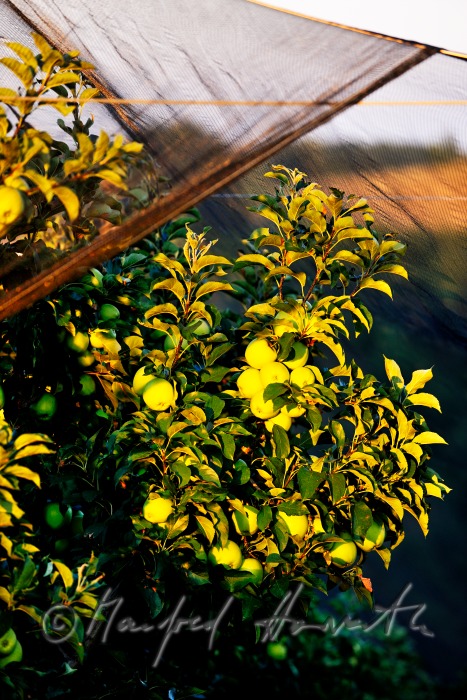 orchard with ripe apples on the 