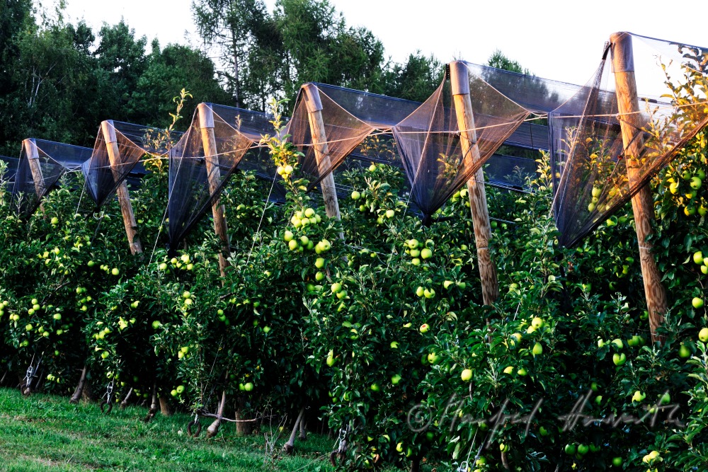 orchard with ripe apples on the 