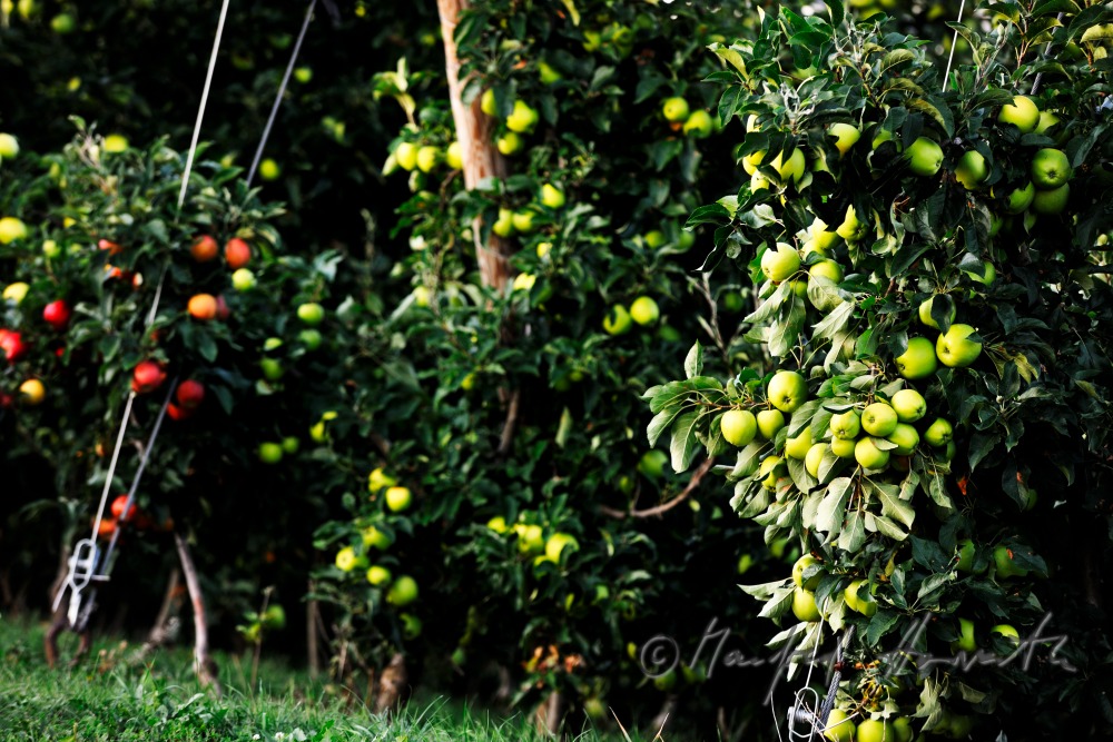 orchard with ripe apples on the 