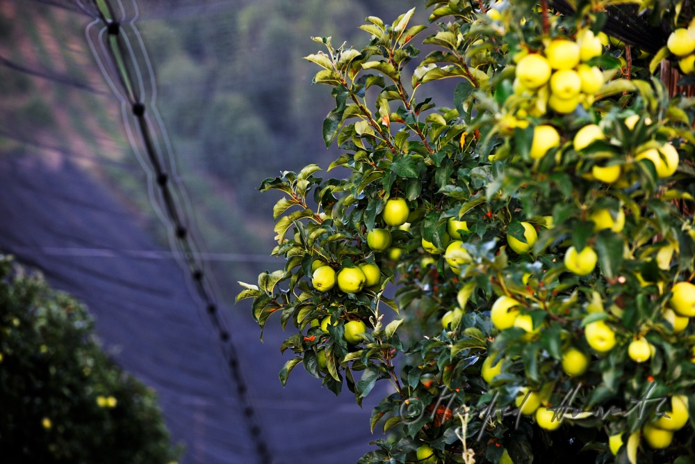 orchard with ripe apples on the 