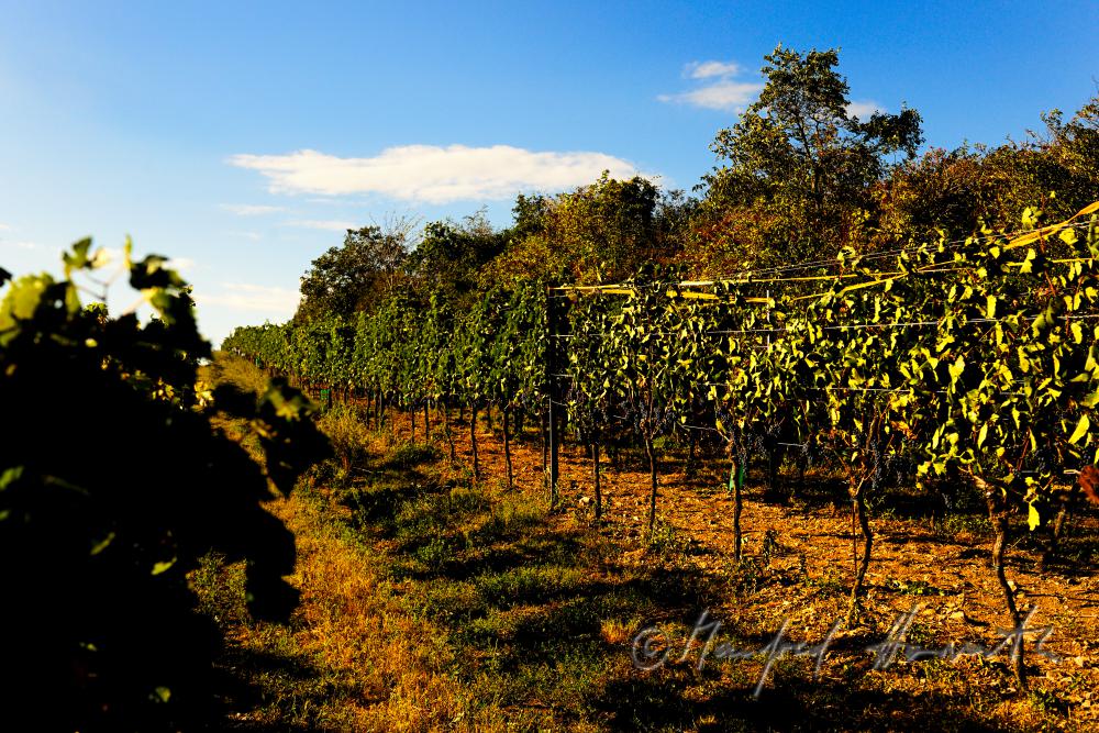 vineyard with blue grapes (Zweigelt)