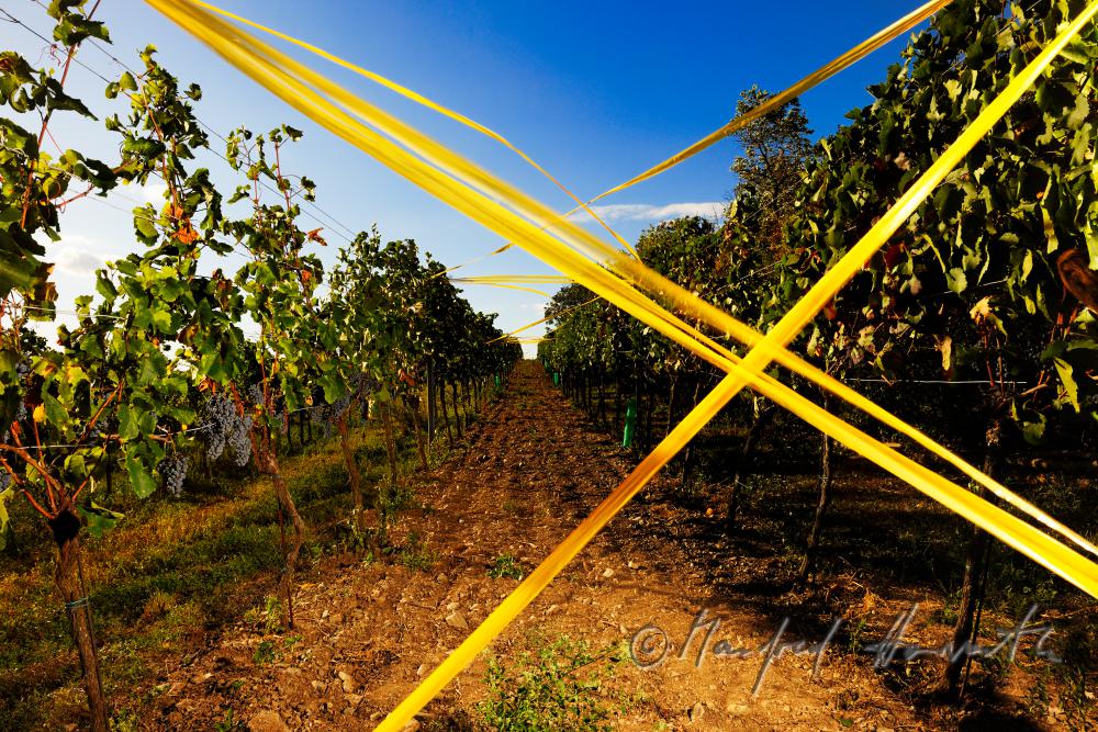 vineyard with blue grapes (Zweigelt)