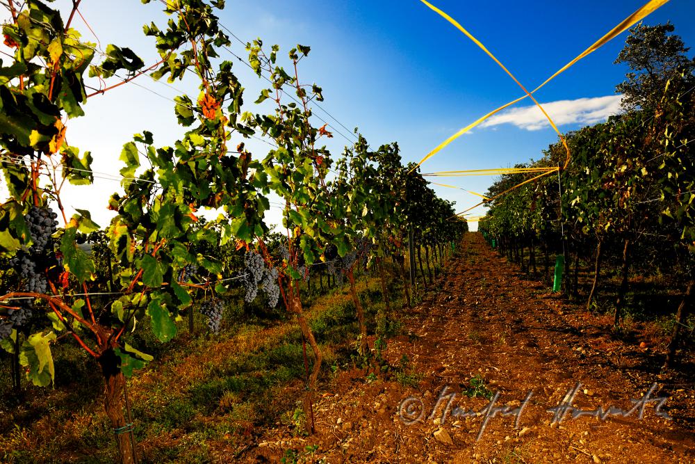 vineyard with blue grapes (Zweigelt)