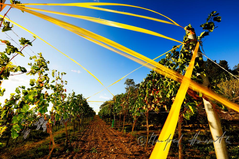 vineyard with blue grapes (Zweigelt)