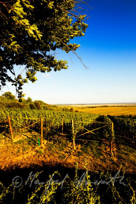 vineyard with blue grapes on the southern slope of the Leithagebirge