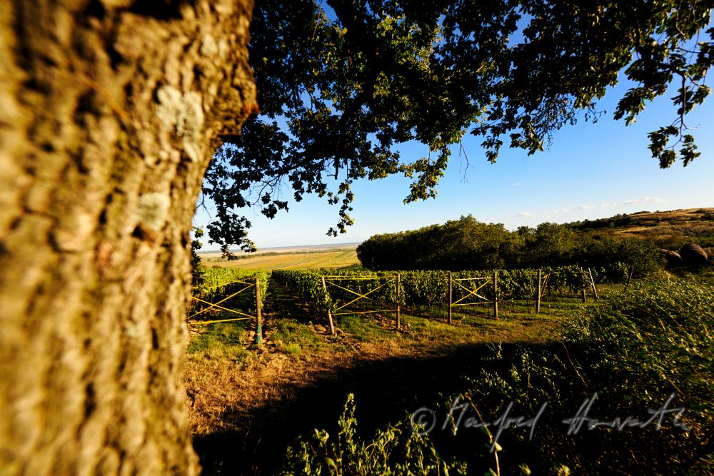 vineyard with blue grapes on the southern slope of the Leithagebirge