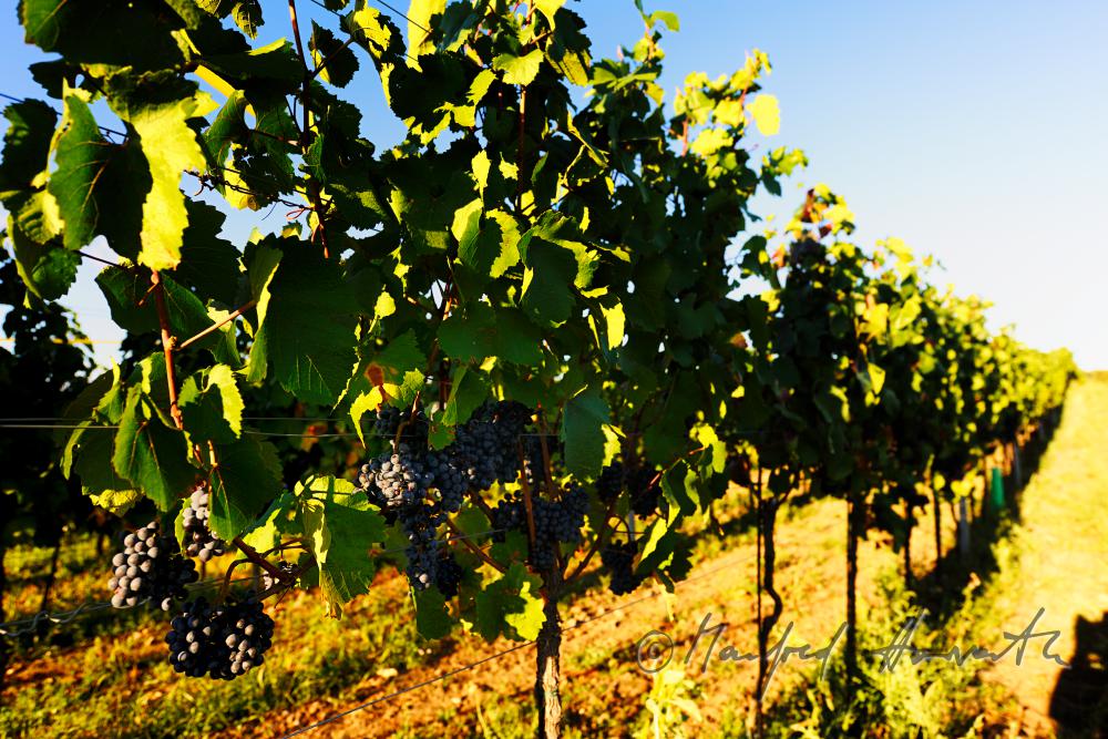 vineyard with blue grapes on the southern slope of the Leithagebirge