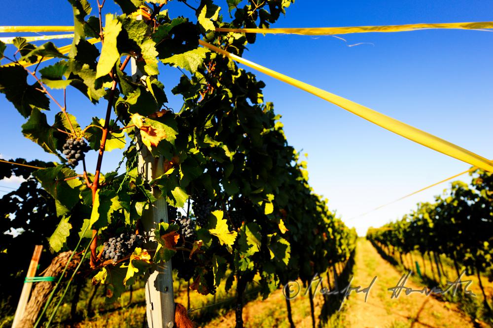 vineyard with blue grapes on the southern slope of the Leithagebirge