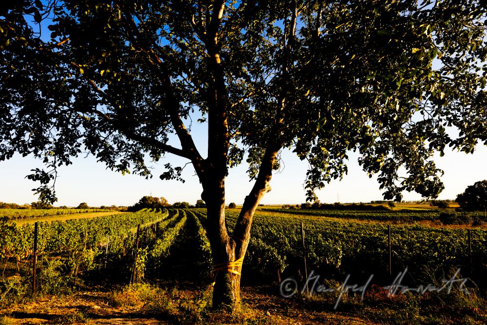 vineyard with blue grapes on the southern slope of the Leithagebirge