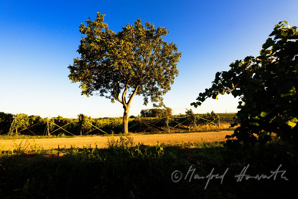 vineyard with blue grapes on the southern slope of the Leithagebirge