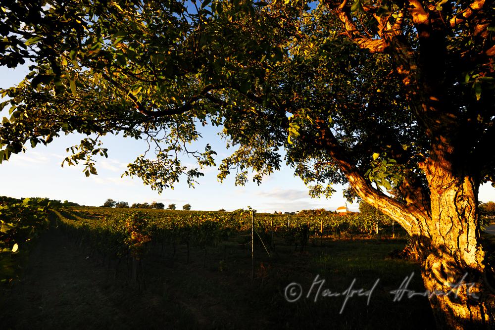 vineyard with blue grapes on the southern slope of the Leithagebirge