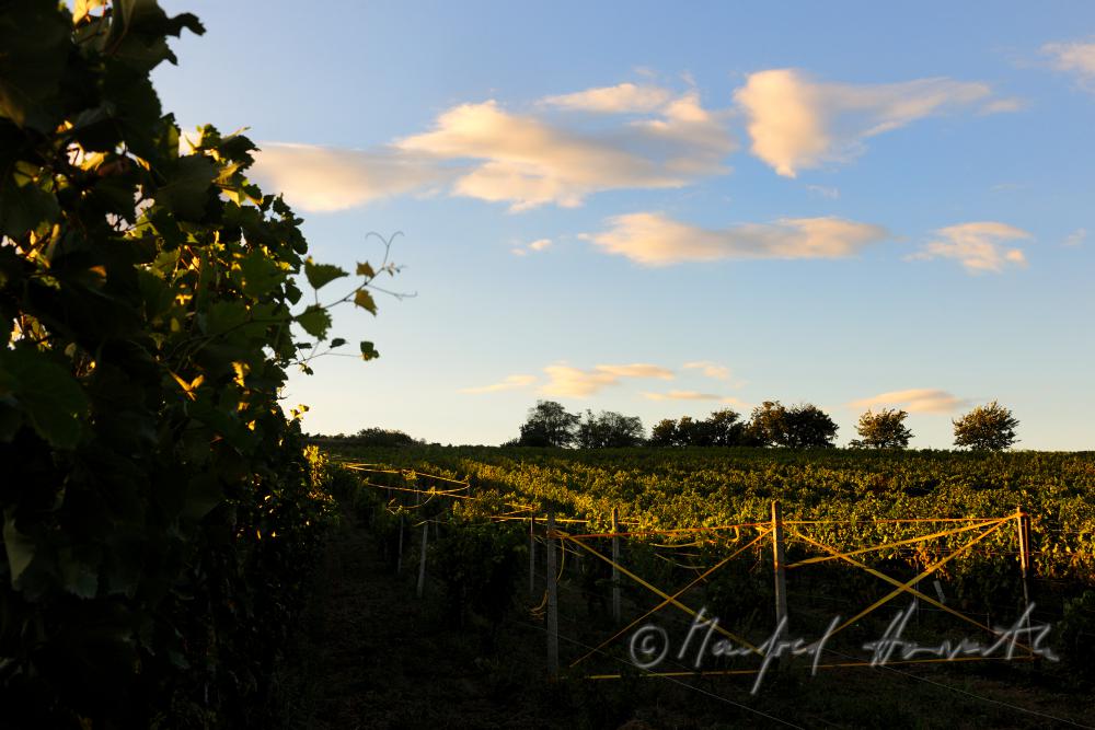 vineyard with blue grapes on the southern slope of the Leithagebirge