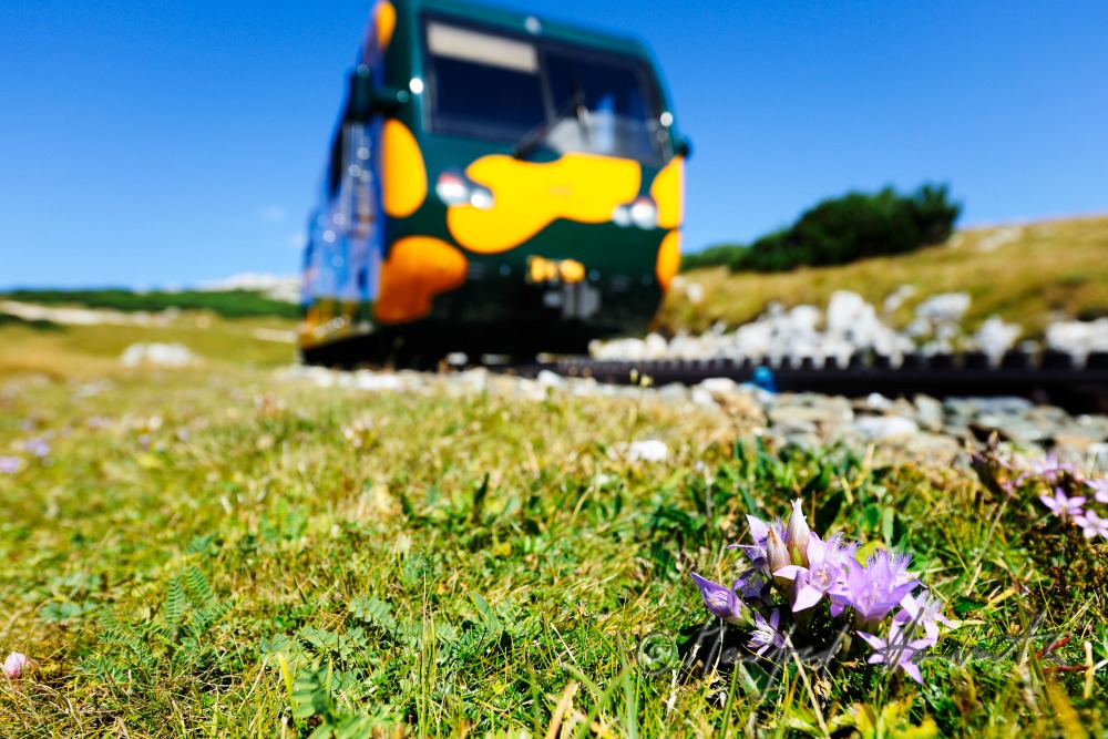 cog railway on the Schneeberg